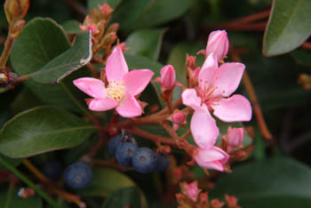 jjw040109